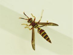 Polistes exclamans by (c) Annika Lindqvist, some rights reserved (CC BY), uploaded by Annika Lindqvist. Used under a CC-BY license.