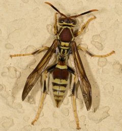 Polistes exclamans by no rights reserved, uploaded by Jesse Rorabaugh. Used under a CC0 license.