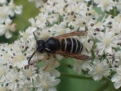 Dolichovespula albida by (c) Matt Muir, some rights reserved (CC BY), uploaded by Matt Muir. Used under a CC-BY license.