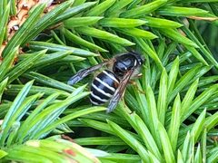Dolichovespula albida by (c) Jason Grant, some rights reserved (CC BY), uploaded by Jason Grant. Used under a CC-BY license.