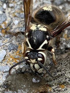 Dolichovespula maculata by (c) Healthy Yards, some rights reserved (CC BY), uploaded by Healthy Yards. Used under a CC-BY license.