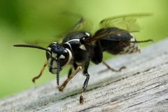 Dolichovespula maculata by (c) Amy Schnebelin, some rights reserved (CC BY), uploaded by Amy Schnebelin. Used under a CC-BY license.