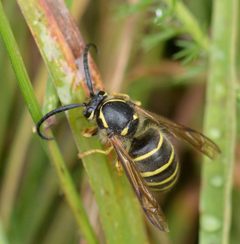 Dolichovespula norvegicoides by (c) David Anderson, some rights reserved (CC BY), uploaded by David Anderson. Used under a CC-BY license.