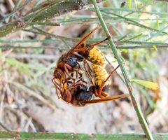Vespa crabro by (c) katunchik, some rights reserved (CC BY), uploaded by katunchik. Used under a CC-BY license.