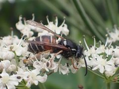 Vespula intermedia by (c) Matt Muir, some rights reserved (CC BY), uploaded by Matt Muir. Used under a CC-BY license.