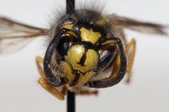 Vespula pensylvanica by (c) Kalvin Chan, some rights reserved (CC BY), uploaded by Kalvin Chan. Used under a CC-BY license.
