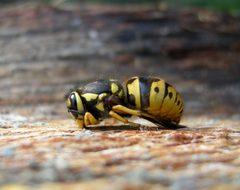 Vespula pensylvanica by (c) Bob Dodge, some rights reserved (CC BY), uploaded by Bob Dodge. Used under a CC-BY license.