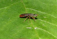 Xiphydria tibialis by (c) Gordon C. Snelling, some rights reserved (CC BY), uploaded by Gordon C. Snelling. Used under a CC-BY license.