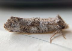 Acrolophus forbesi by (c) Thomas Irvine, some rights reserved (CC BY), uploaded by Thomas Irvine. Used under a CC-BY license.