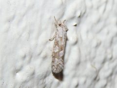 Acrolophus forbesi by (c) geosesarma, some rights reserved (CC BY), uploaded by geosesarma. Used under a CC-BY license.