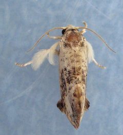 Acrolophus mycetophagus by (c) David Dodd, some rights reserved (CC BY), uploaded by David Dodd. Used under a CC-BY license.