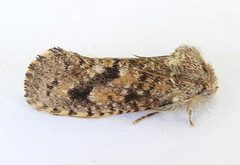 Acrolophus parvipalpus by (c) jimeckert49, some rights reserved (CC BY). Used under a CC-BY license.