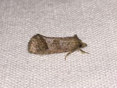 Acrolophus texanella by (c) Samuel Paul Galick, some rights reserved (CC BY), uploaded by Samuel Paul Galick. Used under a CC-BY license.