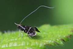 Adela septentrionella by (c) eebee, some rights reserved (CC BY), uploaded by eebee. Used under a CC-BY license.