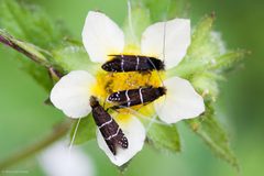 Adela septentrionella by (c) Ken-ichi Ueda, some rights reserved (CC BY). Used under a CC-BY license.