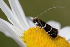 Adela septentrionella by (c) Blair Dudeck, some rights reserved (CC BY), uploaded by Blair Dudeck. Used under a CC-BY license.