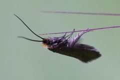 Cauchas simpliciella by (c) Ken-ichi Ueda, some rights reserved (CC BY), uploaded by Ken-ichi Ueda. Used under a CC-BY license.