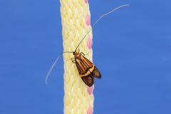 Nemophora bellela by (c) Syd Cannings, some rights reserved (CC BY), uploaded by Syd Cannings. Used under a CC-BY license.