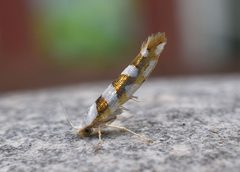 Argyresthia calliphanes by (c) brendanboyd, some rights reserved (CC BY). Used under a CC-BY license.