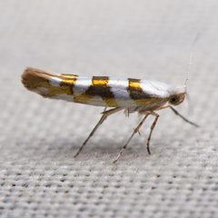Argyresthia calliphanes by (c) Ken-ichi Ueda, some rights reserved (CC BY), uploaded by Ken-ichi Ueda. Used under a CC-BY license.