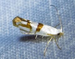 Argyresthia by (c) David Dodd, some rights reserved (CC BY), uploaded by David Dodd. Used under a CC-BY license.