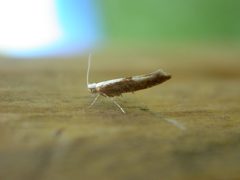 Argyresthia by (c) Donald Hobern, some rights reserved (CC BY). Used under a CC-BY license.