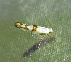Argyresthia oreasella by (c) David Dodd, some rights reserved (CC BY), uploaded by David Dodd. Used under a CC-BY license.
