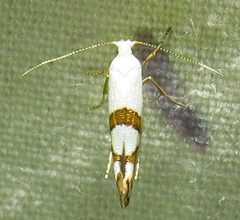Argyresthia oreasella by (c) David Dodd, some rights reserved (CC BY), uploaded by David Dodd. Used under a CC-BY license.