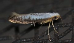 Argyresthia subreticulata by (c) Nick Block, some rights reserved (CC BY), uploaded by Nick Block. Used under a CC-BY license.