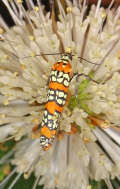 Atteva aurea by (c) Judy Gallagher, some rights reserved (CC BY). Used under a CC-BY license.