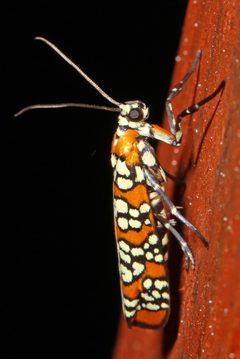 Atteva aurea by (c) Judy Gallagher, some rights reserved (CC BY). Used under a CC-BY license.
