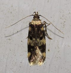 Oegoconia novimundi by (c) Nick Block, some rights reserved (CC BY), uploaded by Nick Block. Used under a CC-BY license.