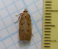 Glyphidocera septentrionella by (c) Dendroica cerulea, some rights reserved (CC BY). Used under a CC-BY license.