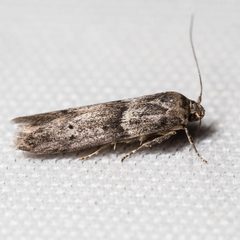 Blastobasis by (c) Ken-ichi Ueda, some rights reserved (CC BY), uploaded by Ken-ichi Ueda. Used under a CC-BY license.