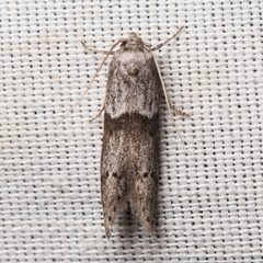 Blastobasis glandulella by (c) Ken-ichi Ueda, some rights reserved (CC BY), uploaded by Ken-ichi Ueda. Used under a CC-BY license.