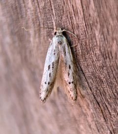 Hypatopa vestaliella by (c) Thomas Irvine, some rights reserved (CC BY), uploaded by Thomas Irvine. Used under a CC-BY license.