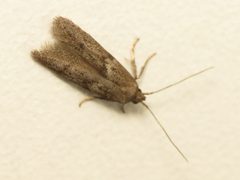 Blastobasidae by (c) Donald Hobern, some rights reserved (CC BY). Used under a CC-BY license.