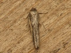 Blastobasidae by (c) Donald Hobern, some rights reserved (CC BY). Used under a CC-BY license.