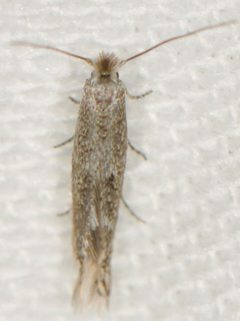 Bucculatrix sororcula by (c) Elliott Gordon, some rights reserved (CC BY), uploaded by Elliott Gordon. Used under a CC-BY license.
