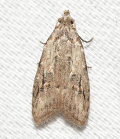 Carposina ottawana by (c) Andy Reago & Chrissy McClarren, some rights reserved (CC BY). Used under a CC-BY license.