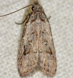 Carposina ottawana by (c) Andy Reago & Chrissy McClarren, some rights reserved (CC BY). Used under a CC-BY license.