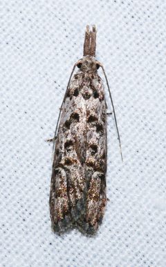 Carposinidae by (c) Cathy Powers, some rights reserved (CC BY), uploaded by Cathy Powers. Used under a CC-BY license.