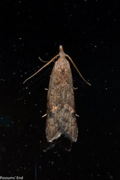 Carposinidae by (c) Possums' End, some rights reserved (CC BY), uploaded by Possums' End. Used under a CC-BY license.