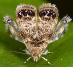 Brenthia pavonacella by (c) skitterbug, some rights reserved (CC BY), uploaded by skitterbug. Used under a CC-BY license.