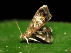 Brenthia pavonacella by (c) Katja Schulz, some rights reserved (CC BY). Used under a CC-BY license.