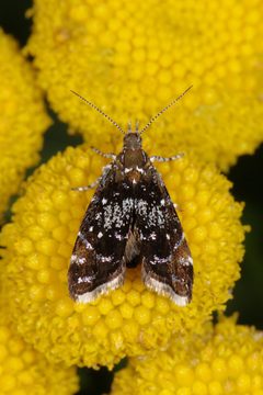 Tebenna by (c) Kjetil Fjellheim, some rights reserved (CC BY). Used under a CC-BY license.