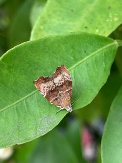 Choreutis pariana by no rights reserved, uploaded by Ross Mounce. Used under a CC0 license.
