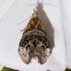 Tebenna gemmalis by (c) Ken-ichi Ueda, some rights reserved (CC BY), uploaded by Ken-ichi Ueda. Used under a CC-BY license.