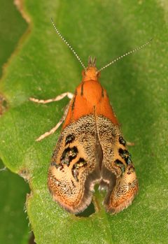 Tebenna gemmalis by (c) Judy Gallagher, some rights reserved (CC BY). Used under a CC-BY license.