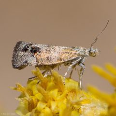 Tebenna gnaphaliella by (c) Ken-ichi Ueda, some rights reserved (CC BY), uploaded by Ken-ichi Ueda. Used under a CC-BY license.